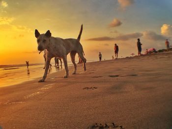 Dogs walking on beach against sky during sunset