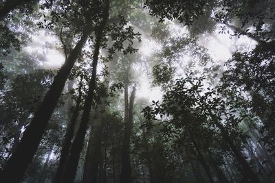 Low angle view of sunlight streaming through trees in forest