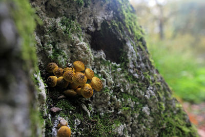 Close-up of mushrooms growing on tree trunk