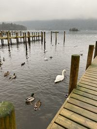 High angle view of swans swimming in lake