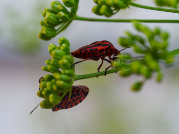Close-up of butterfly pollinating on flower