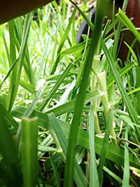 Close-up of green leaves