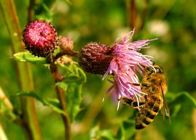 Close-up of bee pollinating on pink flower