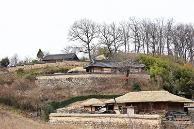 Bare tree and houses on field against sky