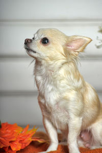 Close-up of a dog looking away at home