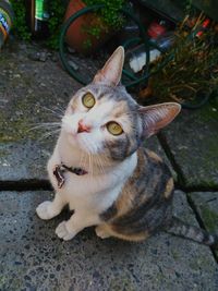 Portrait of cat sitting outdoors