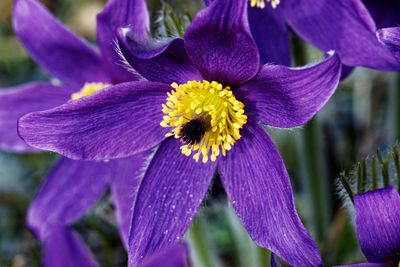 Close-up of purple iris flower