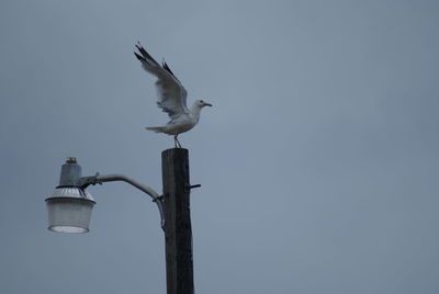 Low angle view of seagull flying against clear sky