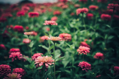 Close-up of pink flowering plants