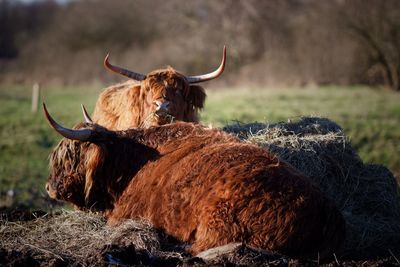 Highland cattle relaxing on hay