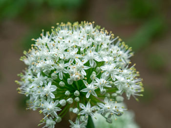 Close-up of white flowering plant