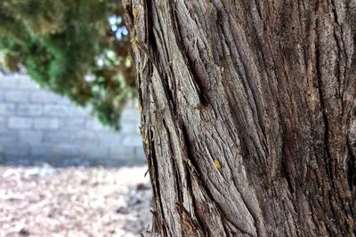 Close-up of tree trunk