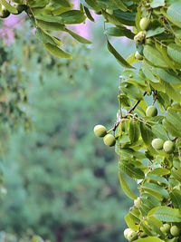 Close-up of fruit growing on tree