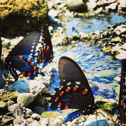 Close-up of butterfly on leaves