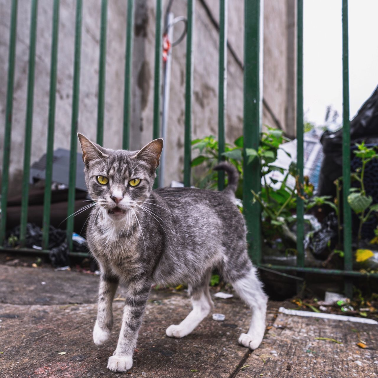 animal themes, one animal, domestic animals, mammal, domestic cat, pets, cat, feline, looking at camera, portrait, whisker, focus on foreground, full length, standing, sitting, outdoors, day, front view, alertness