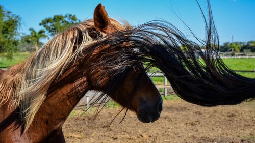 Close-up of tail touching horse head at field