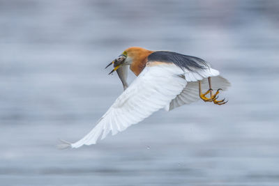 Bird flying over a water