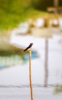 Bird perching on wooden post