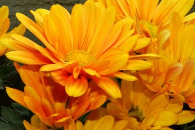 Close-up of yellow day lily blooming outdoors