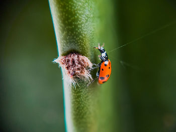 Close-up of ladybug on leaf