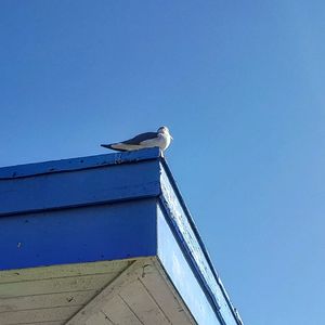 Low angle view of bird perching on power line against clear blue sky