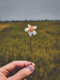 Close-up of hand holding flowering plant