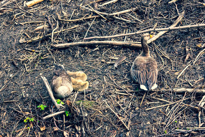 High angle view of birds on field