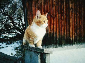 Low angle view of cat on tree