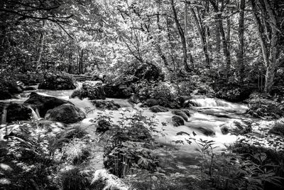 Stream flowing through rocks in forest