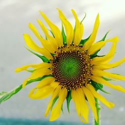 Extreme close up of sunflower