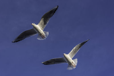 Low angle view of seagull flying