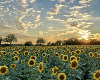 Scenic view of sunflower field against sky during sunset