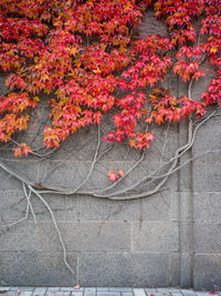 Red flowering plants on tree during autumn