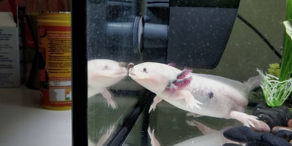 View of fish swimming in tank