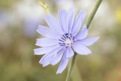 Close-up of purple flowering plant