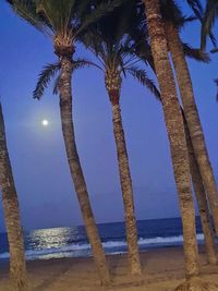 Low angle view of coconut palm trees against clear sky