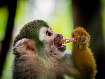 Close-up of monkey eating outdoors