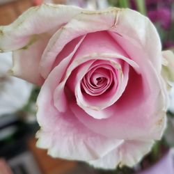 Close-up of pink rose