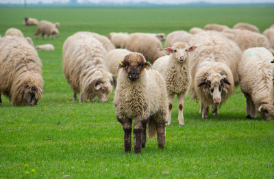 Sheep grazing in a field