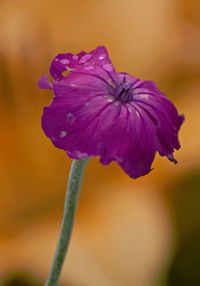 Close-up of purple flowering plant