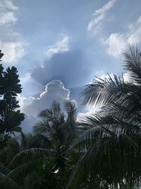 Low angle view of palm trees against sky