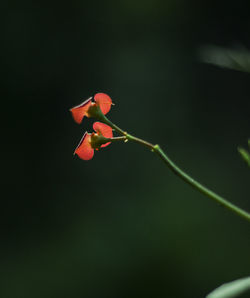 Close-up of flower growing on plant