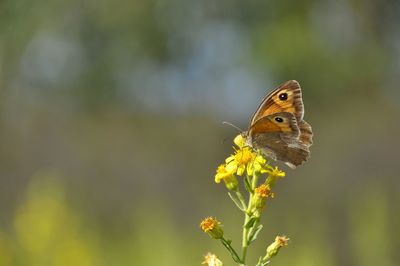 Close-up of butterfly on yellow flower