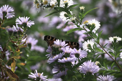 Bee pollinating on purple flowering plant