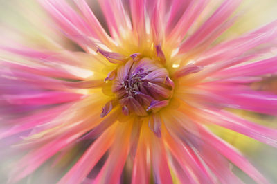 Close-up of pink flower blooming outdoors