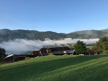 Scenic view of agricultural field against clear sky
