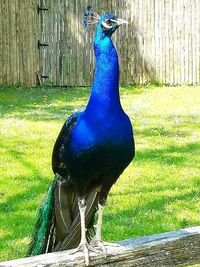 Peacock on the ground