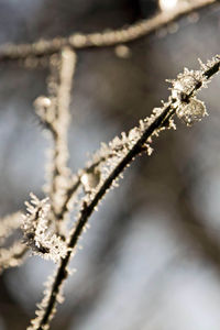 Close-up of frozen plant