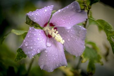 Close-up of wet purple flowering plant