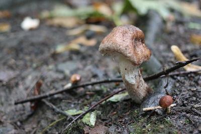 Close-up of mushroom growing on field